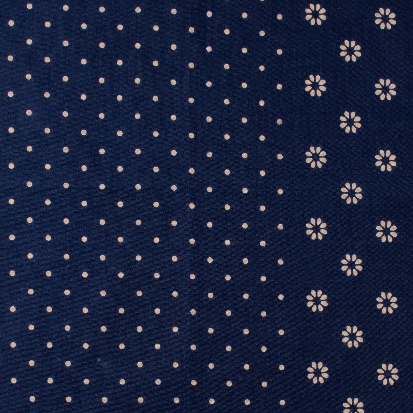 The Camel Brand - Daisy